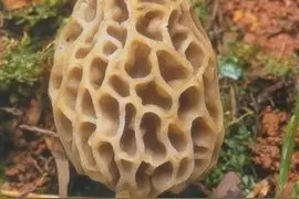 羊肚菌简介图片