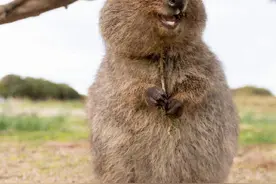 它是世界上最开心的动物，除了睡觉就是笑，网友：太治愈了图片