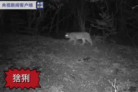 云南首次拍到猞猁，堪称“屠狼机器”的猞猁为何会对狼痛下杀手？图片
