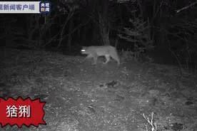 云南首次拍到猞猁，堪称“屠狼机器”的猞猁为何会对狼痛下杀手？图片