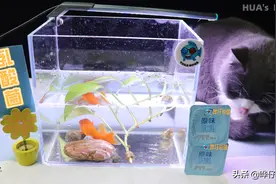 一直被质疑，却长期受追捧，为什么酸奶在鱼缸里的处境如此尴尬？图片