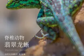 【云南生物多样性数字化百科图谱】脊椎动物·翡翠龙蜥：出道即巅峰，我想继续红下去图片