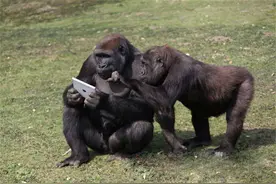 猩猩不但和男子做朋友，一起玩电脑游戏，甚至还是个神助攻图片