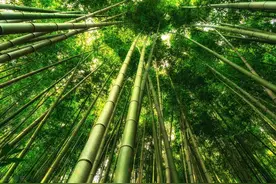 练拳要持续深入，“敏感探幽”，不可不知的理念图片