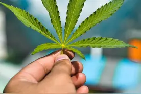 什么样的纤维材料既环保又健康？工业大麻了解一下图片