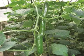 种植无刺水果型黄瓜品种，其高产杂交制种技术，确保高产保优图片