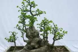 山上2种“疙瘩树”，苍劲古朴、树姿优美，经常被用来做盆景图片