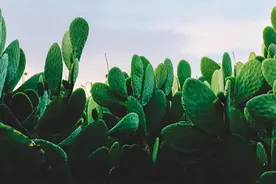 摩羯座：一个有野心，却也容易走弯路的星座，需要注意哪几点？图片