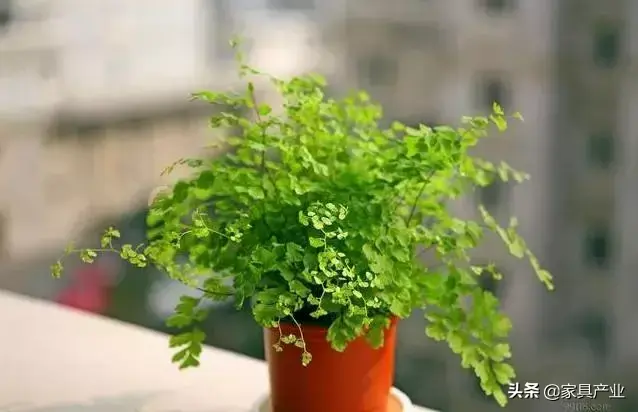 家里有个吸烟的人？这8种花可以帮你吸走烟气