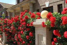 大连日本风情街的初衷是什么？谁在说谎？还是另有隐情？图片