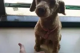 博乐丹：宠物猫狗也会长牙结石？不清理还会导致严重的后果！图片