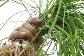 农村"似蒜非蒜"的野菜，实质上为名贵药材，不要傻傻的拿来吃了图片