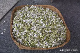 火车开进来山村以后，野棠梨花竟成稀罕货，村民坐家日赚数百元图片