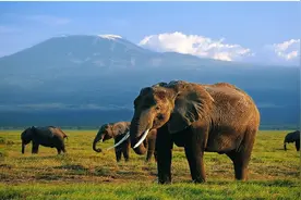 部编版二年级语文下19课《大象的耳朵》知识点+图文解读+课堂练习图片