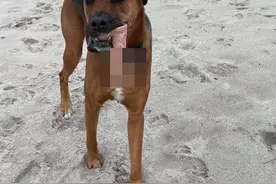 英国主人发现自家狗狗叼回成人玩具，大骂肇事者并称担心宠物染病图片