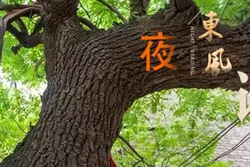 【夜读 · 散文】老槐树下的记忆图片