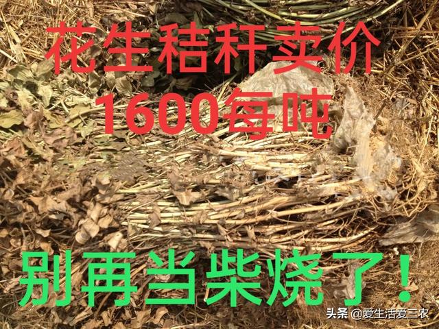 号称“秸秆之王”的花生秸秆，别当柴火烧了，每吨能卖一千多元！