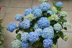 和阳台很搭的盆栽绣球—花宝，植株不大，超大花球，好看又好养图片