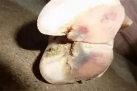 猪蹄裂的原因及防治方法：猪蹄裂病怎么快速治疗？猪蹄裂用什么药图片