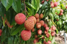 12316农技｜荔枝蛀蒂虫的危害及防治方法图片