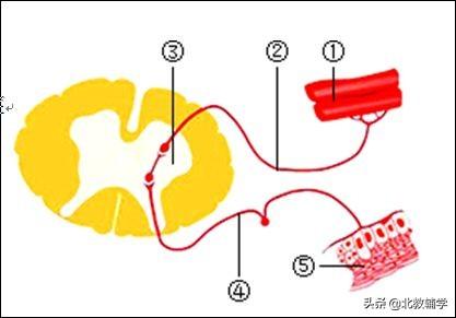 「中考·生物」冲刺中考，初中生物100道高频易错题！附答案~