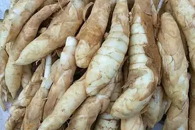 竹芋品种多叶片颜色五花八门，挖出根茎还能吃，你见过吗？图片
