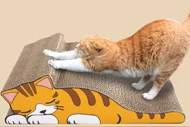 猫咪爱拆家怎么办？让猫咪爱上猫抓板图片