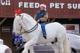 和大象一样大的马，外形优雅高贵还力大无穷，为什么不给人骑了？图片