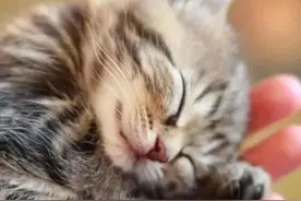 一组熟睡的小奶猫图片：这或许就是世界上最美好的存在吧？图片