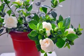 特别“喜水”的4种植物，平常给足水，缺水一次都不行图片