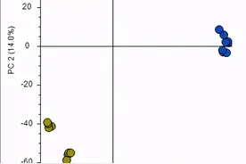 基于食品组学和肠道微生物组学技术研究六堡茶关键品质成分及祛湿功效图片