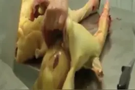 生产的残忍与营养的缺陷——法国鹅肝图片