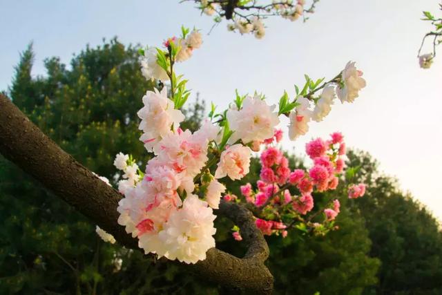 26个春天的成语，原来都出自诗词