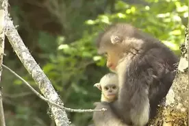 刚出生时全身金黄，超级可爱！三个月后通体变色，这种小猴子就在云南图片