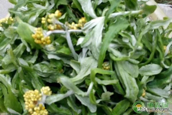 水牛花粑粑（小时候吃过的水牛花粑粑）