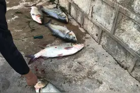 大理“鱼群跃出水面”，“群猴集体下山”引发市民的猜想，官方回应了图片