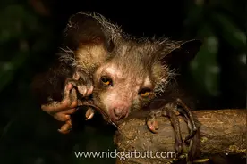 马岛有种最丑的猴子，拥有最长的中指，一到晚上就发出哎哎的声音图片