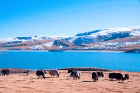 藏区普通人的房子值1000万？很多家庭年收入超150万图片