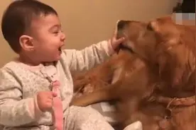 宝宝强行抢占狗窝，还给了一大嘴巴，狗狗无奈伸出了舌头图片