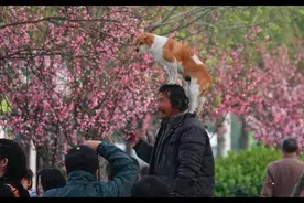 流浪汉意外去世后，6只流浪狗忠诚守在他行李旁，谁也不让靠近图片