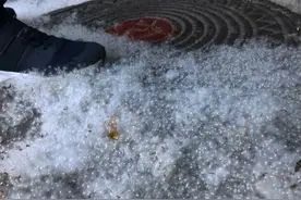 街头飘的白色飞絮究竟是啥？里面真的有虫吗？图片