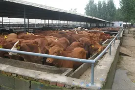 今年养牛会不会赔钱？看完养牛户说的实话就明白了图片