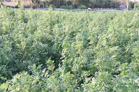 食用超2000年，现在还被很多人嫌弃，人称“半生缘”，价值被忽视图片