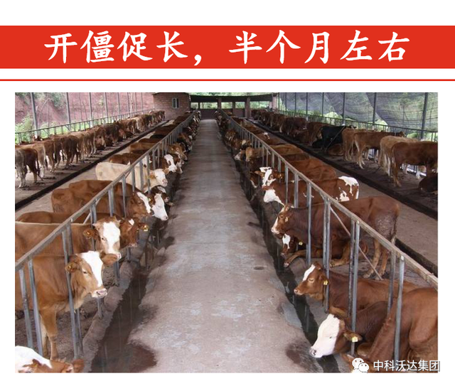 鐩婄珛鍋ワ紙鐗涚緤涓撶敤锛夆€斾腑绉戞矁杈句腑鑽椿鑿屽彂閰点€侀槻鐥呮姉鐥呬績鐢熼暱