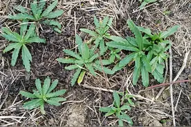 浑身是刺，曾用来喂猪，如今却成民间高钙野菜，种一次可收3年图片
