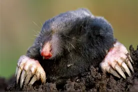 十日谈 | 饮河的鼹鼠图片