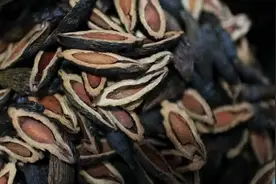 槟榔，一种可以要命的食物图片