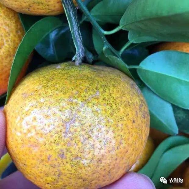 开年就连续寒潮，今年预计虫害较少，病害较多，尤其是沙皮病