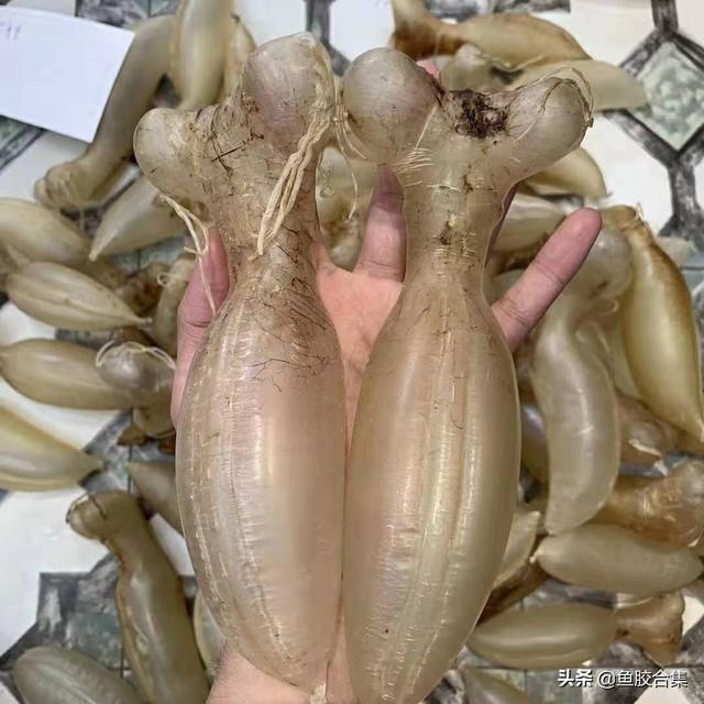 越南蜘蛛胶是什么鱼胶 越南蜘蛛胶是哪种鱼