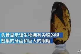 中外科学家合作发现迄今最小恐龙：比蜂鸟还小，不足6厘米图片